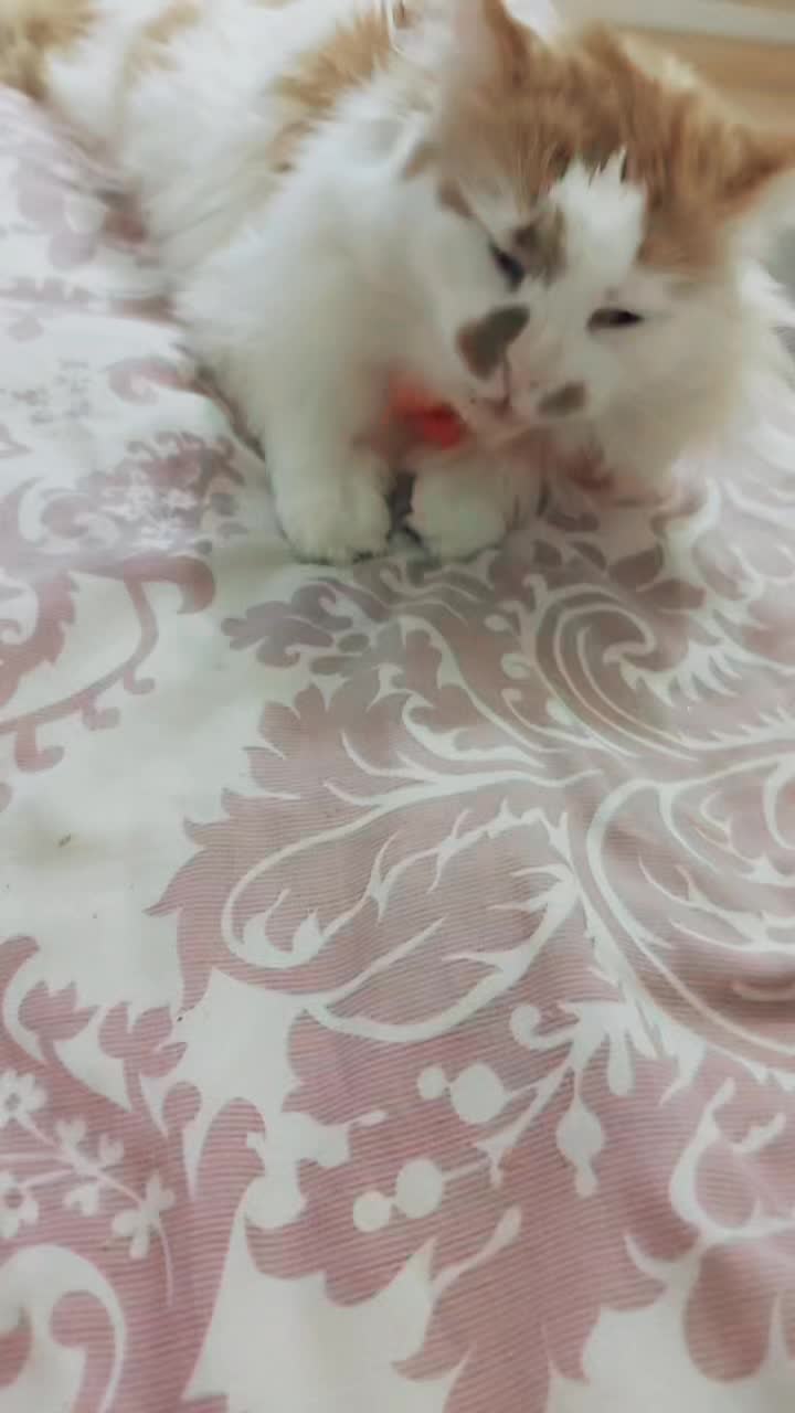 @Meowko