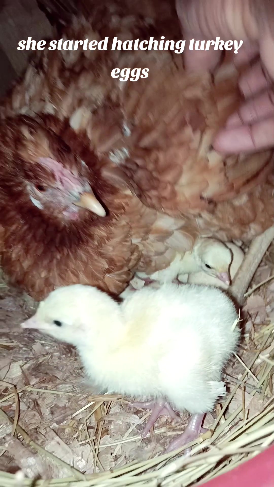 @Poultry in motion