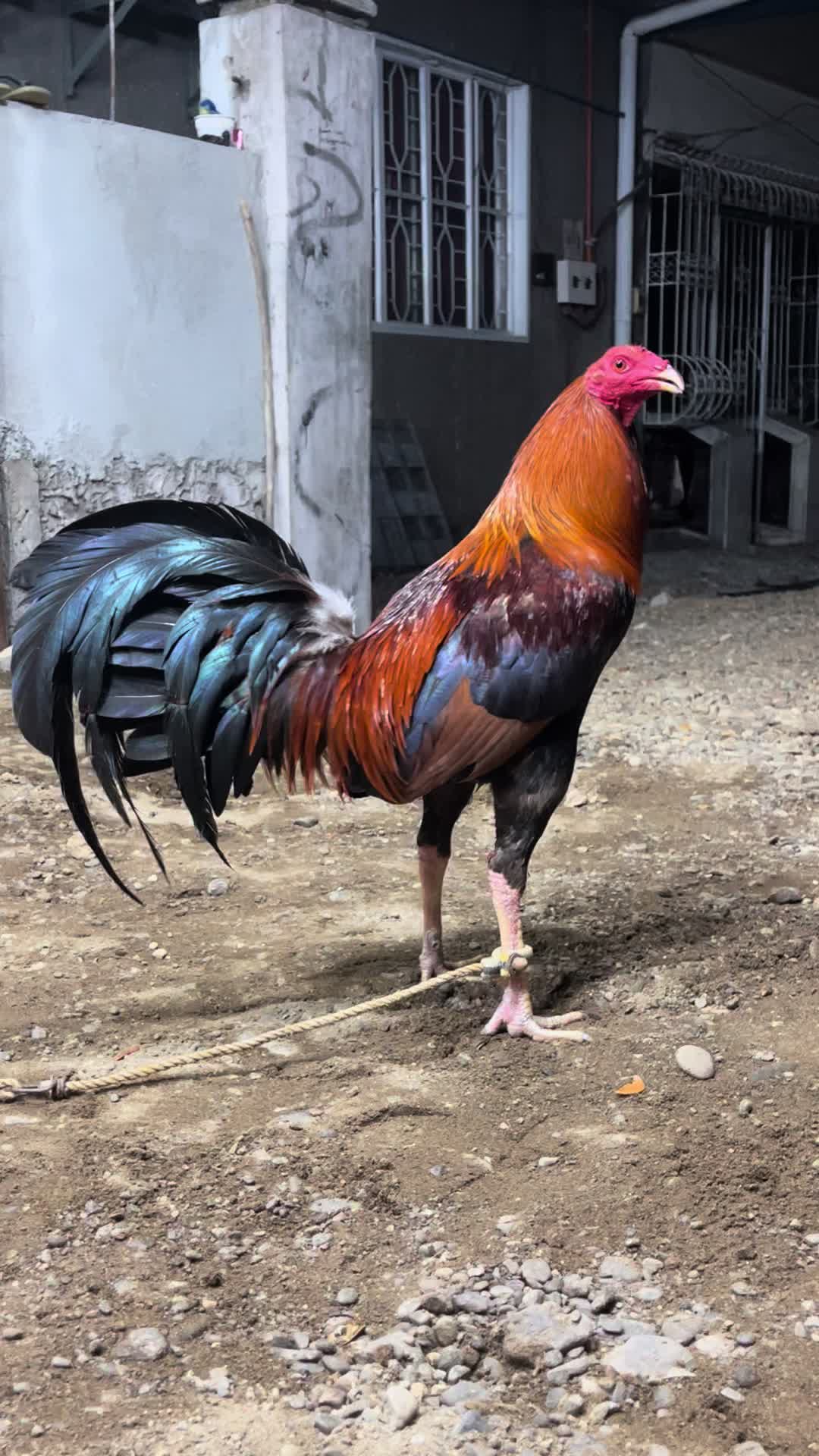 @JT ORAGON GAMEFARM