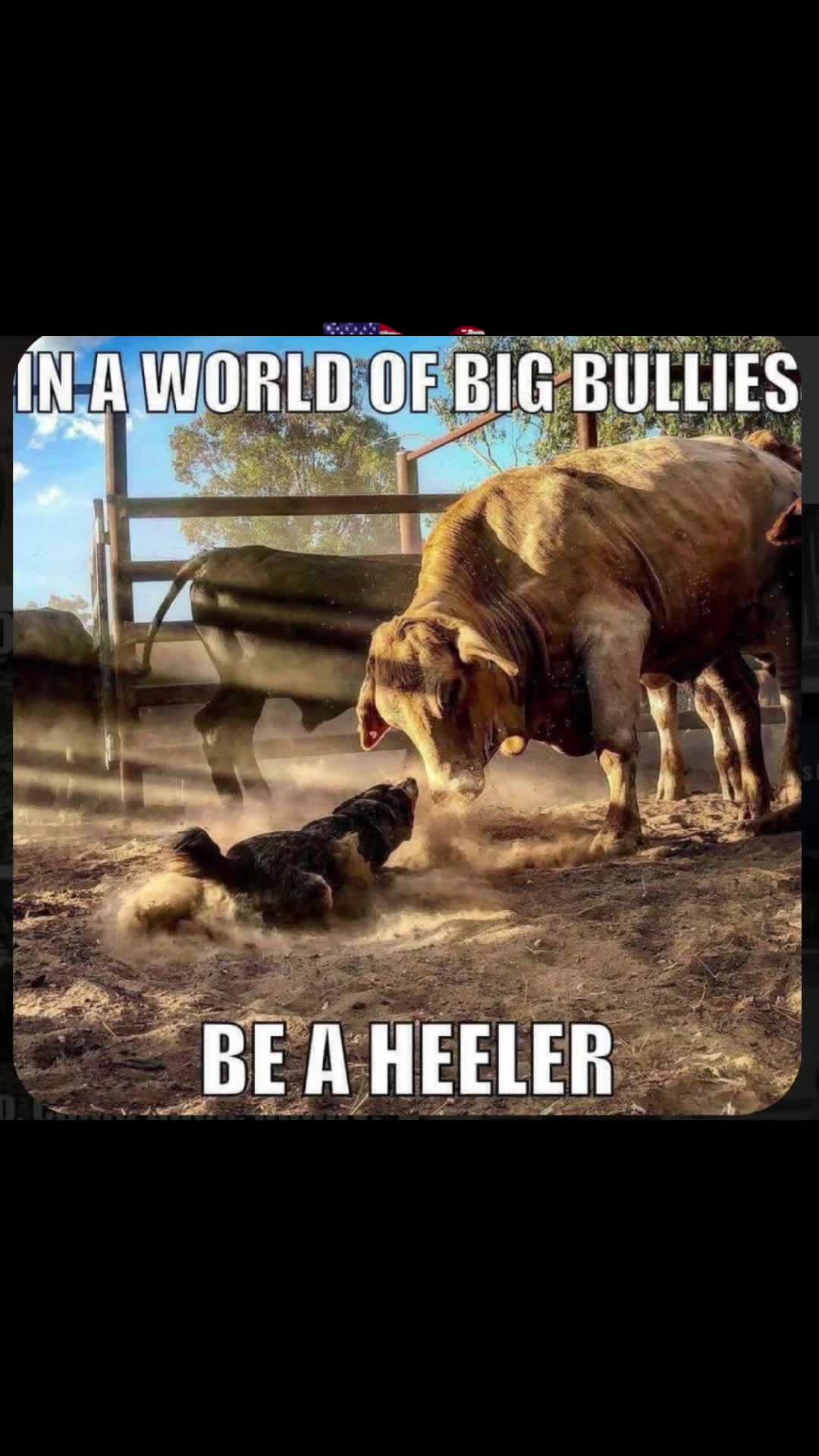 @Tucker&ensp;the&ensp;&lsquo;BLUE&ensp;HEELER&rsquo;