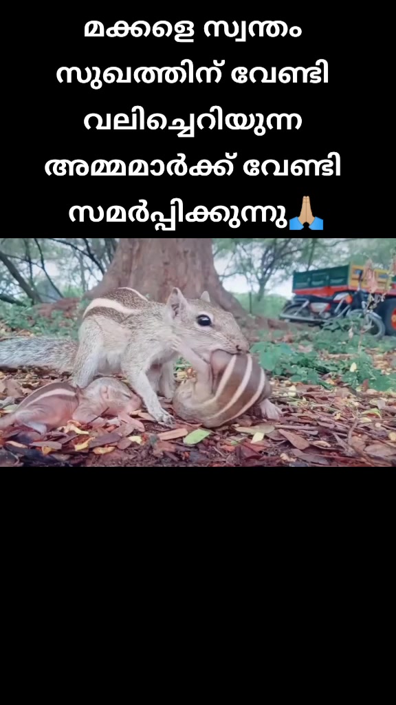@danishkamal