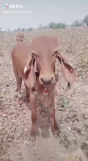 @ગૌ રક્ષક