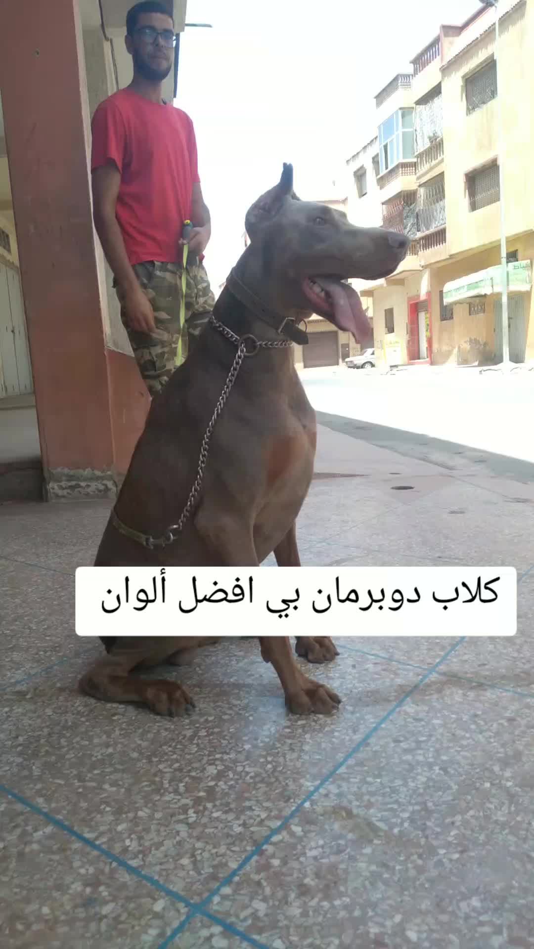 @canicorsoftmalinois