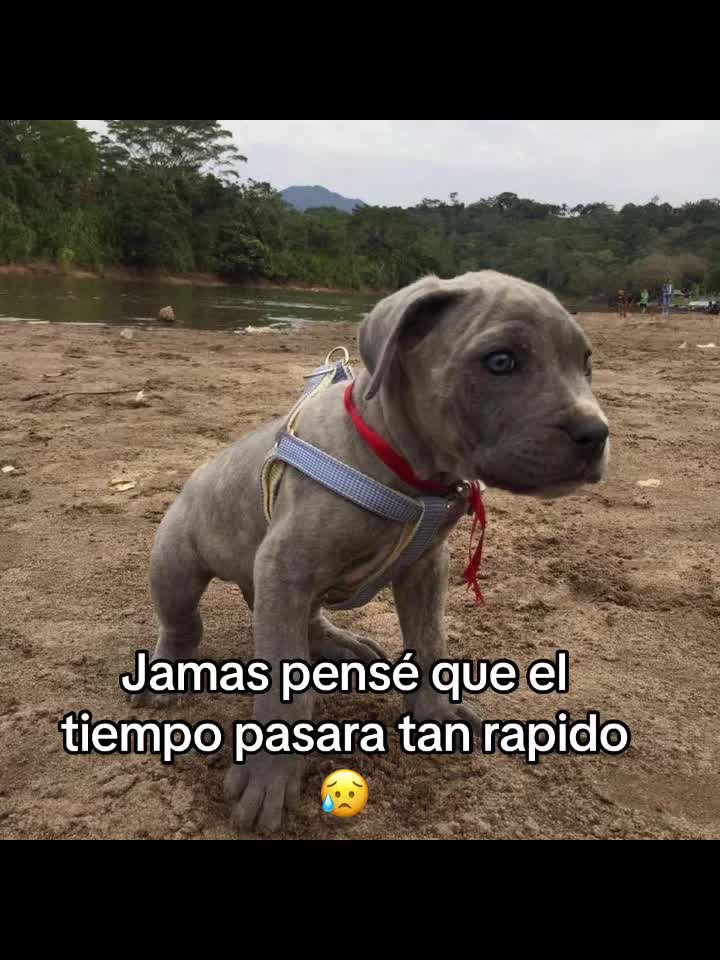 @Lu Castillo 🦉