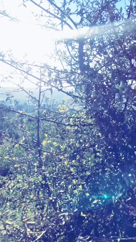 @sunny