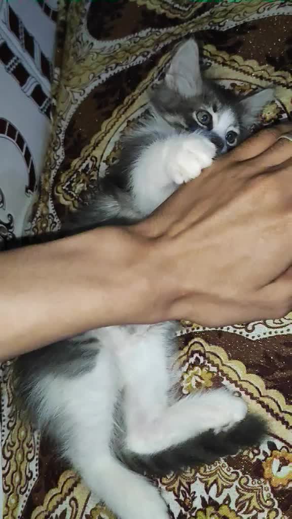 @Lola cat