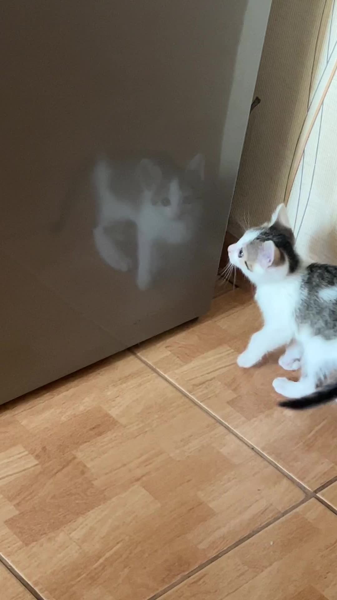 @Orbit_the_cat