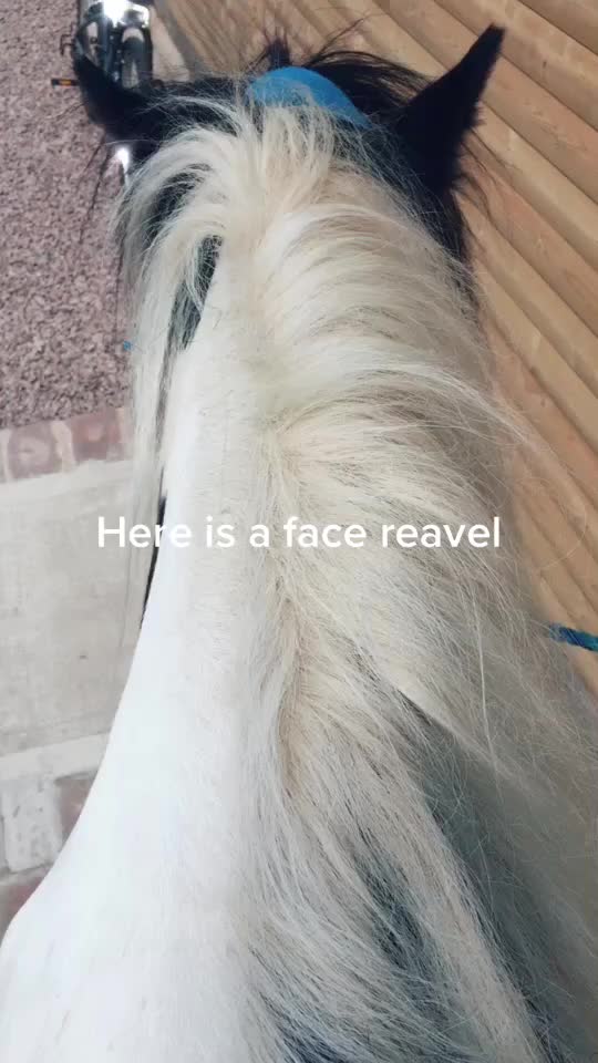 @horzeastetics