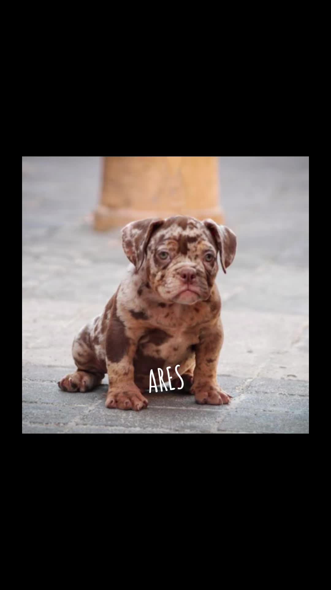 @Ares Santacruz