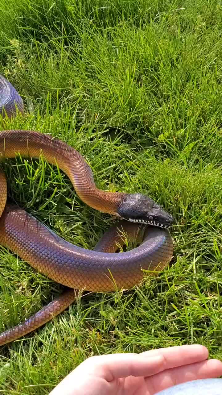 @WindSerpent