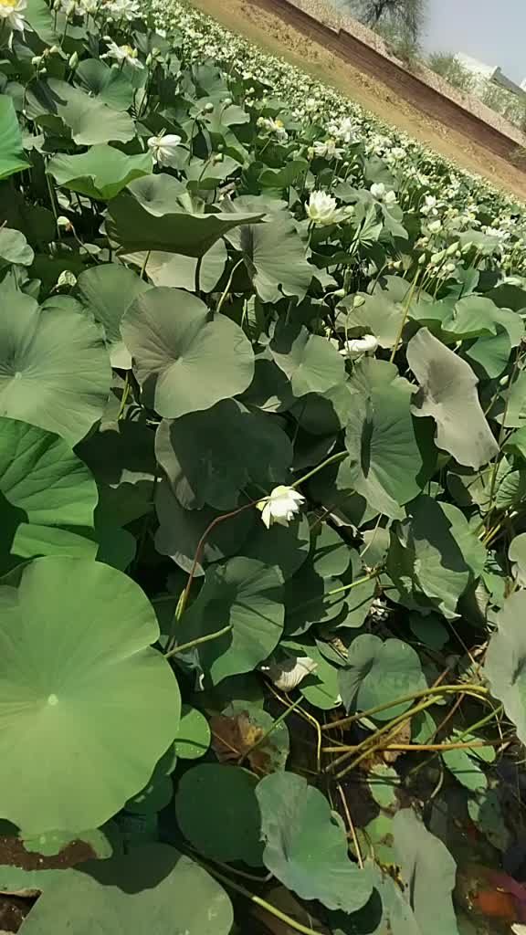 @ritu thanvi