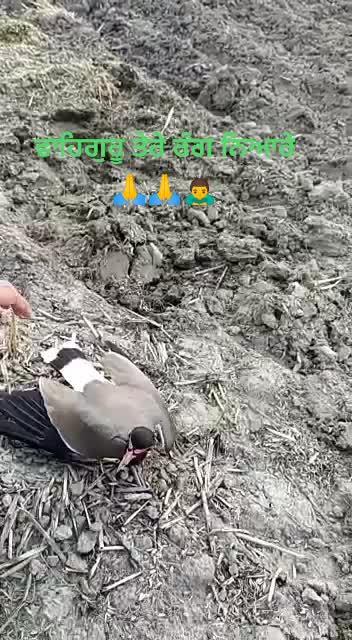 @Navuu