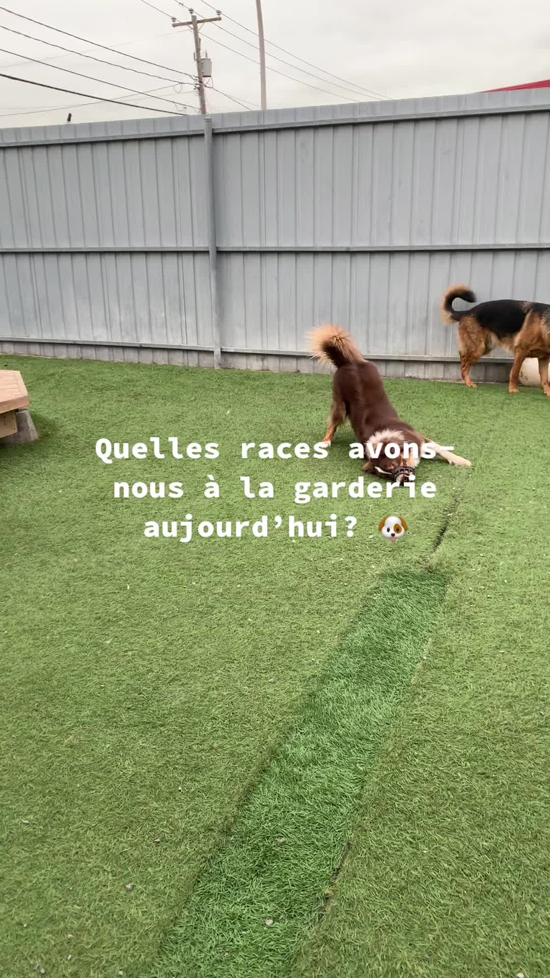 @centrecanindesruisseaux