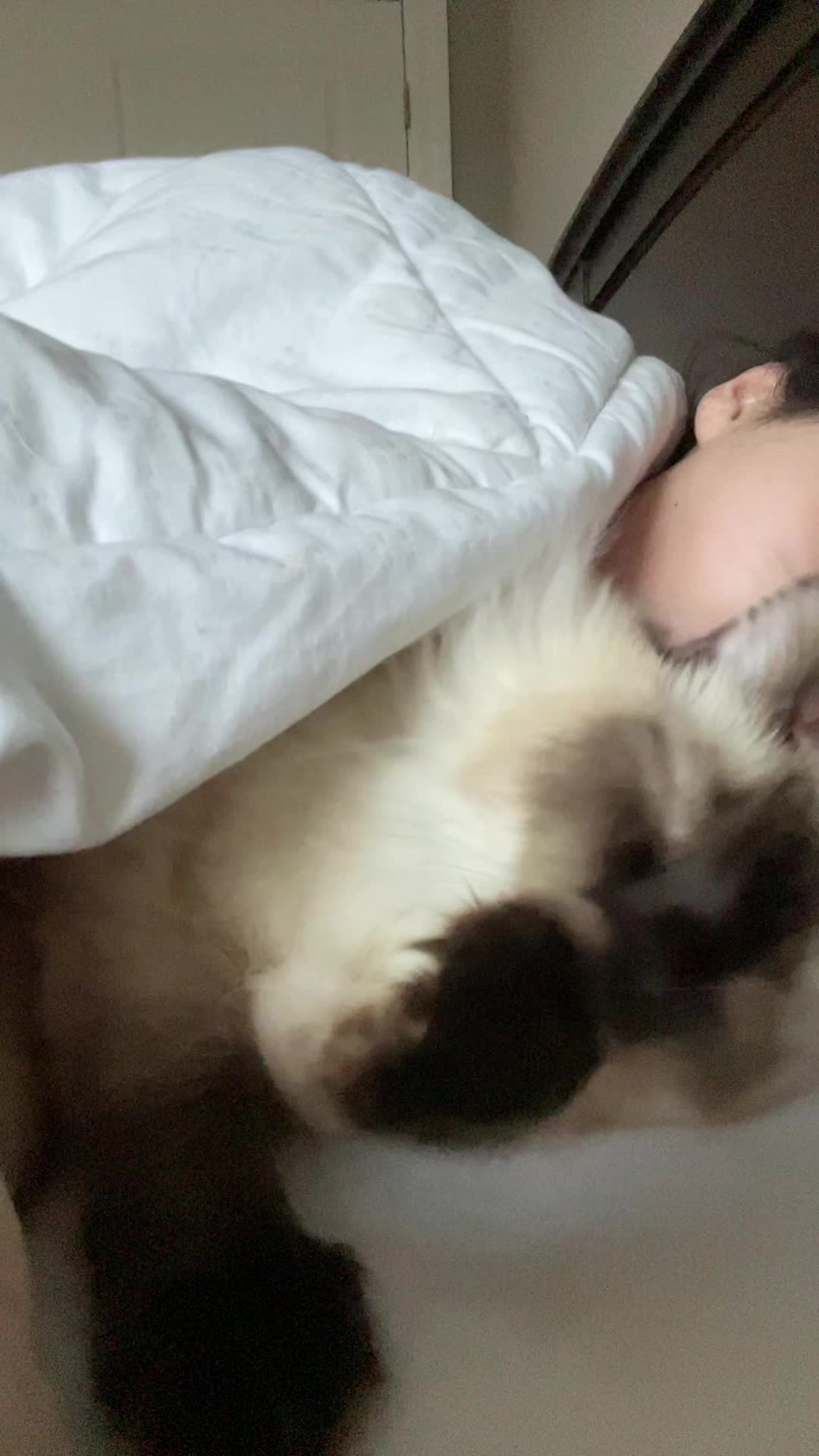 @brunokitten