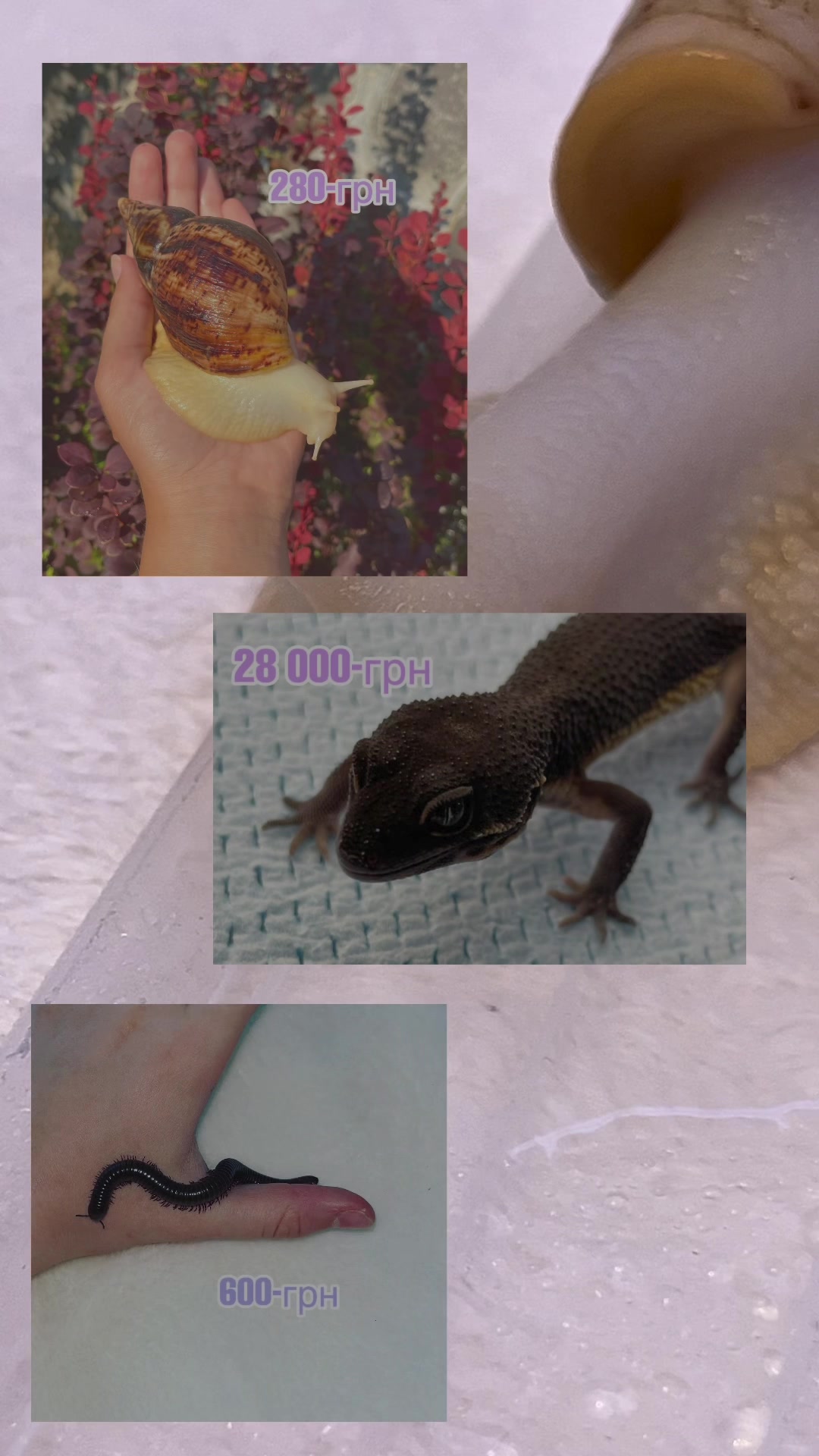 @_.v_snail_v._