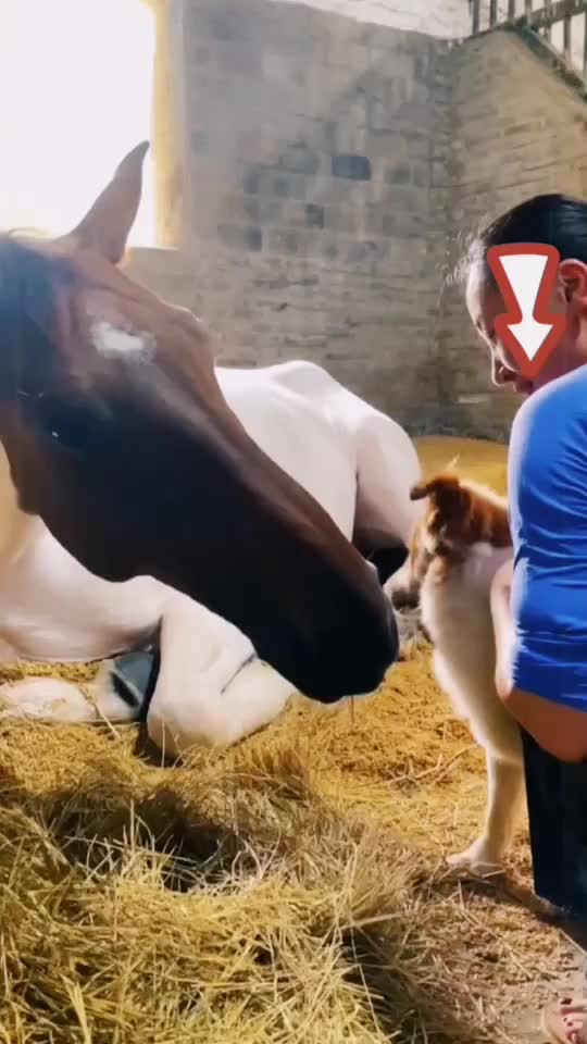 @Horse🐴🦄💕