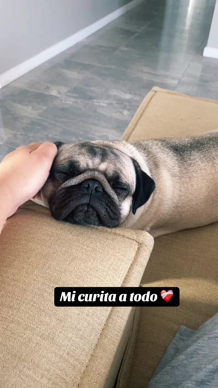 @Moka_lapug