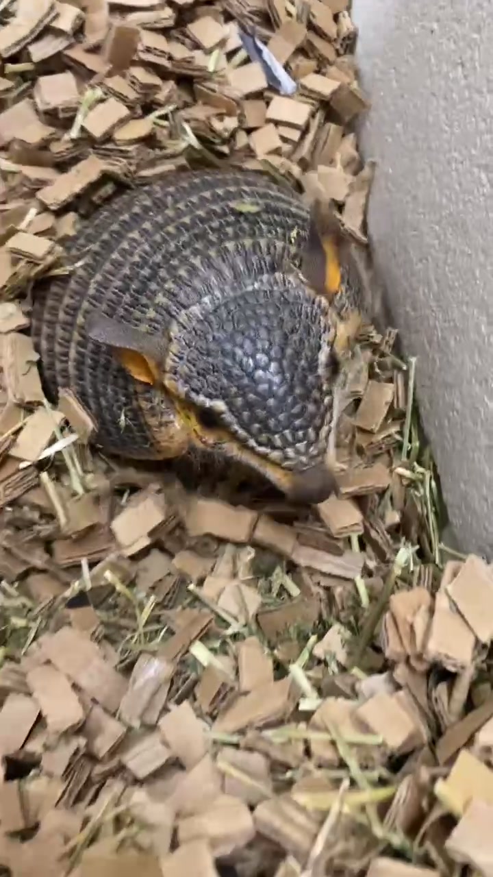 @Zookeeper Jawnie