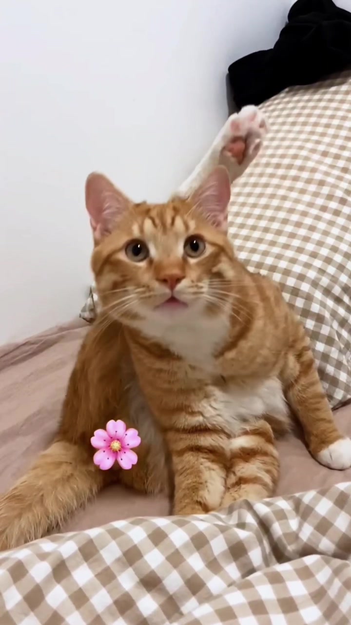 @ourpetsfriends