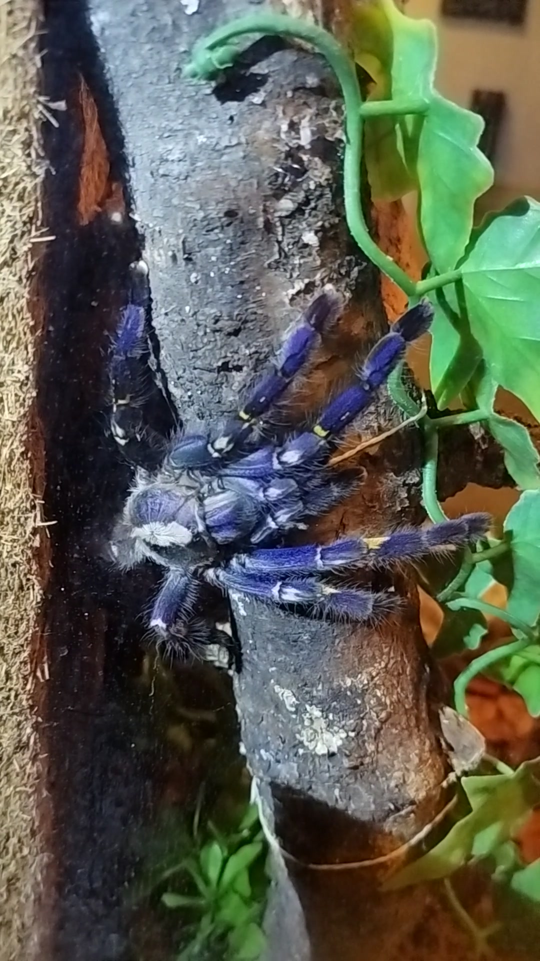 @Mycrazy🤪 animal💚🕷️ world🌏