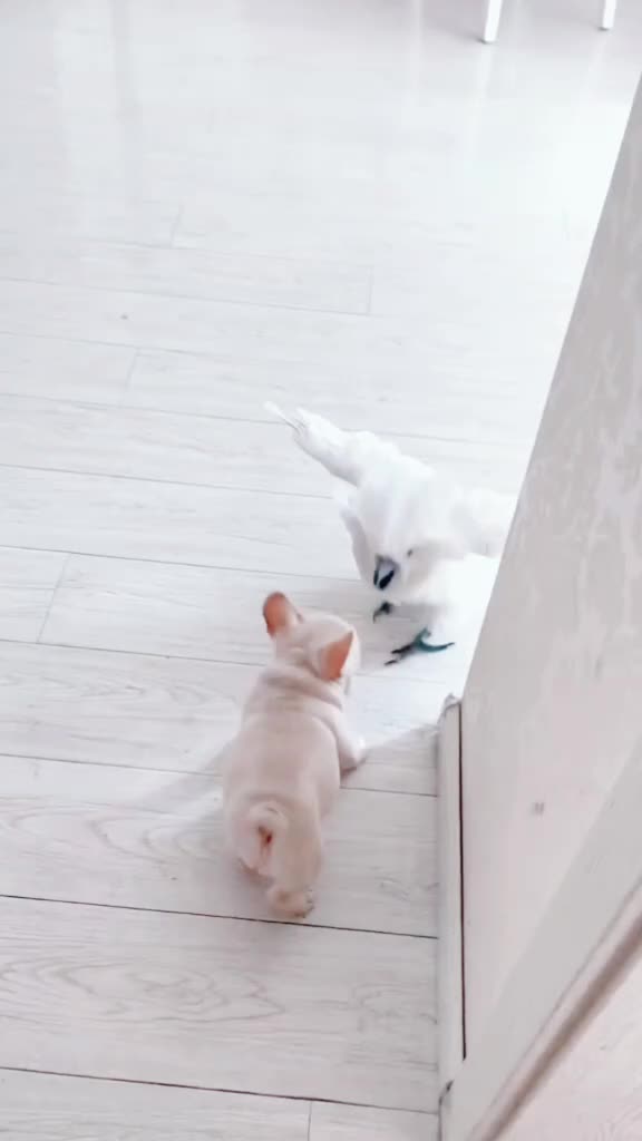 @kittenspets