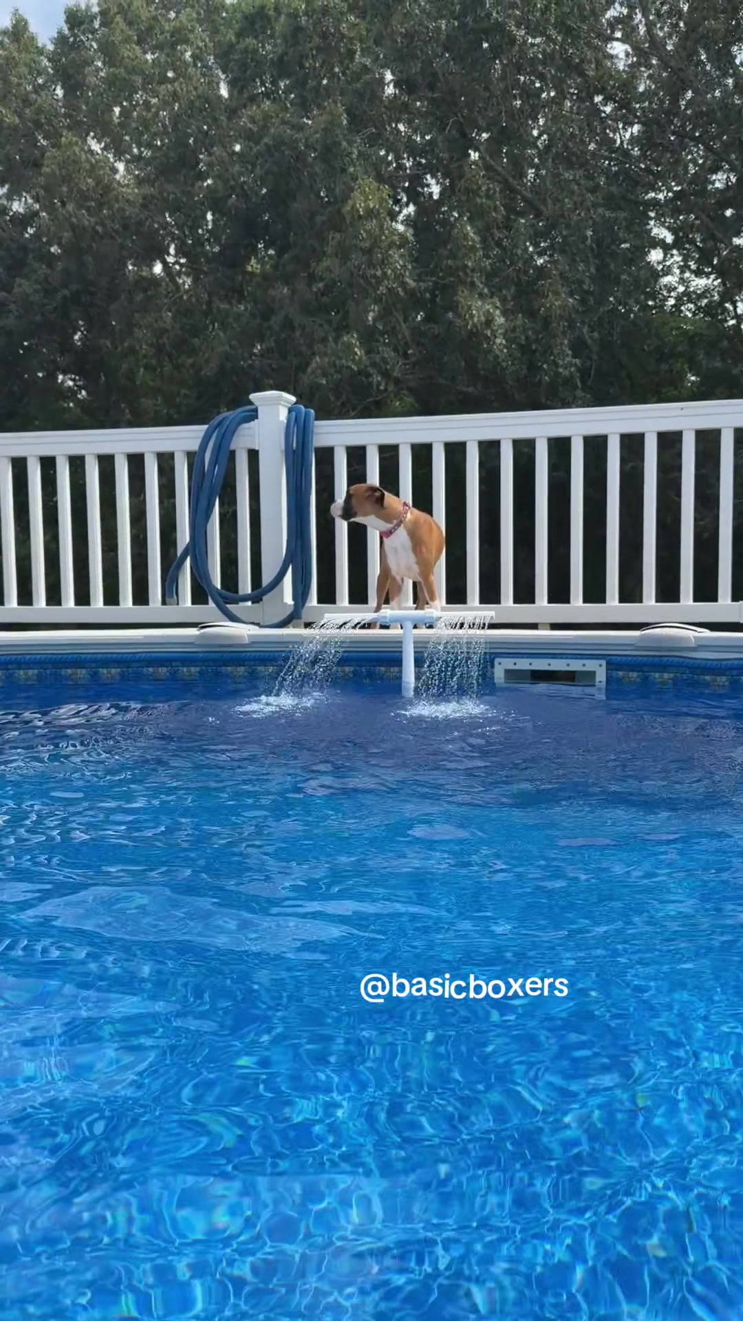 @basicboxers
