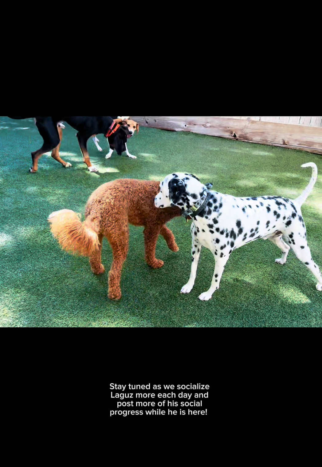 @Miracle K9 Training
