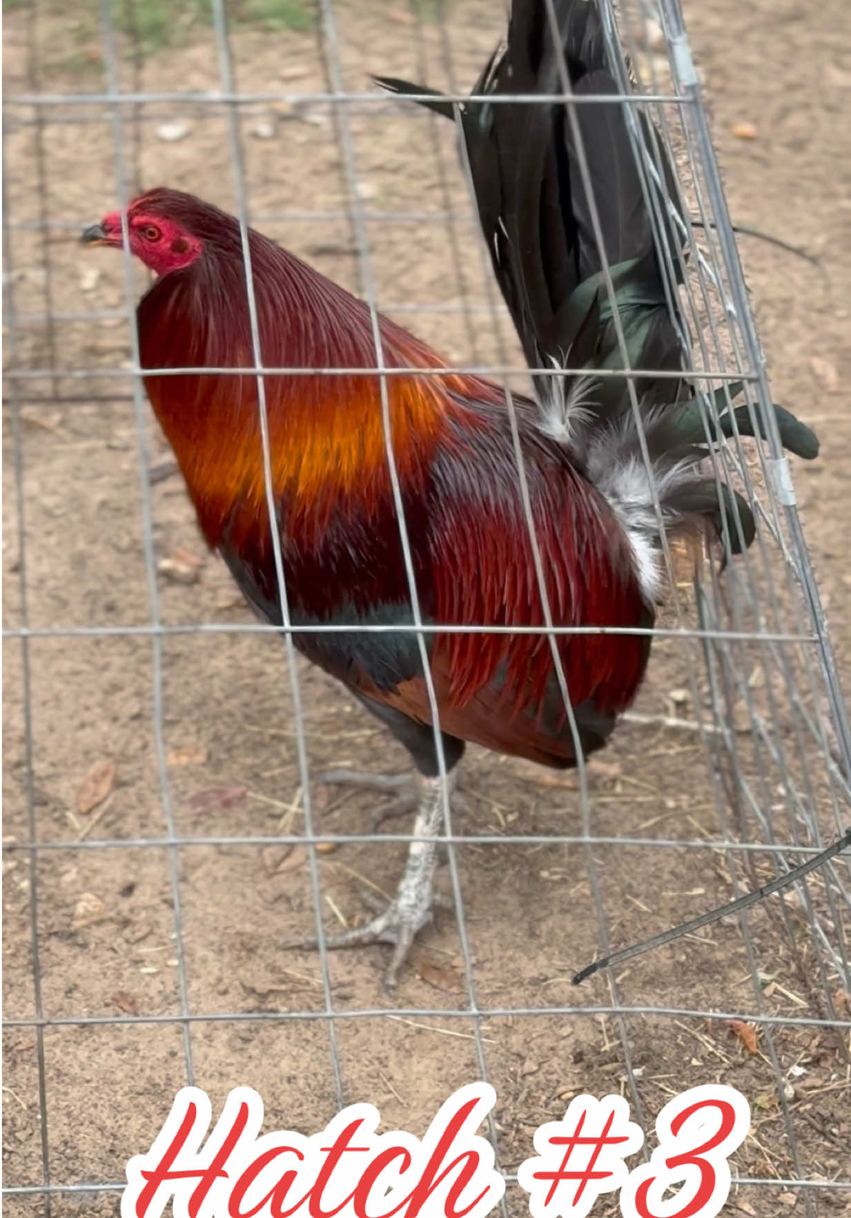 @Bryan Gamefarm