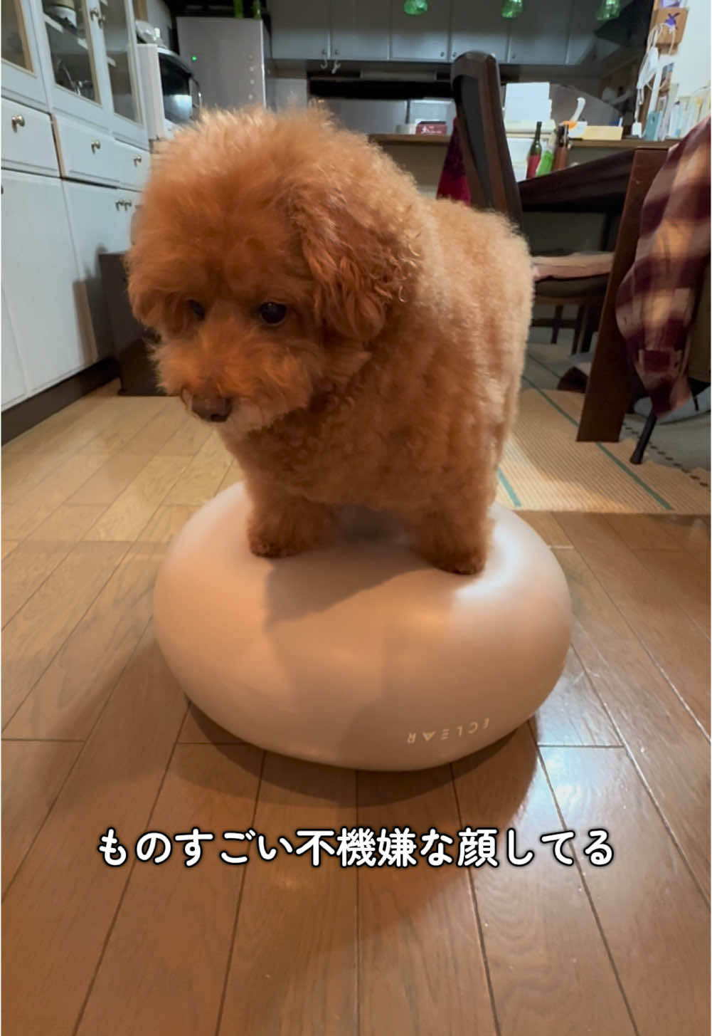 @セレブリティー
