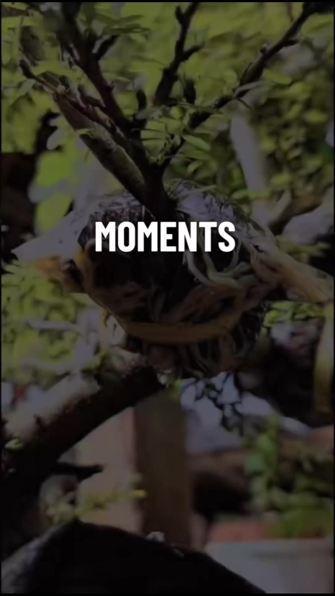 @RA'BONSAI