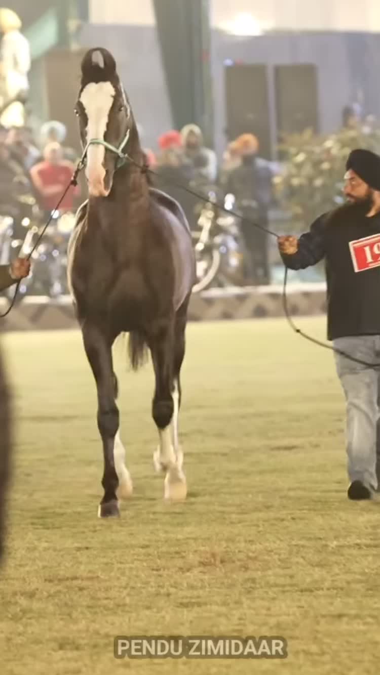 @شوق۔ پنجاب دا🐴🐴