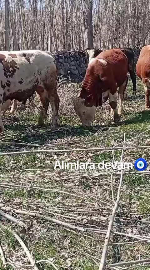 @Emre G&uuml;lmez