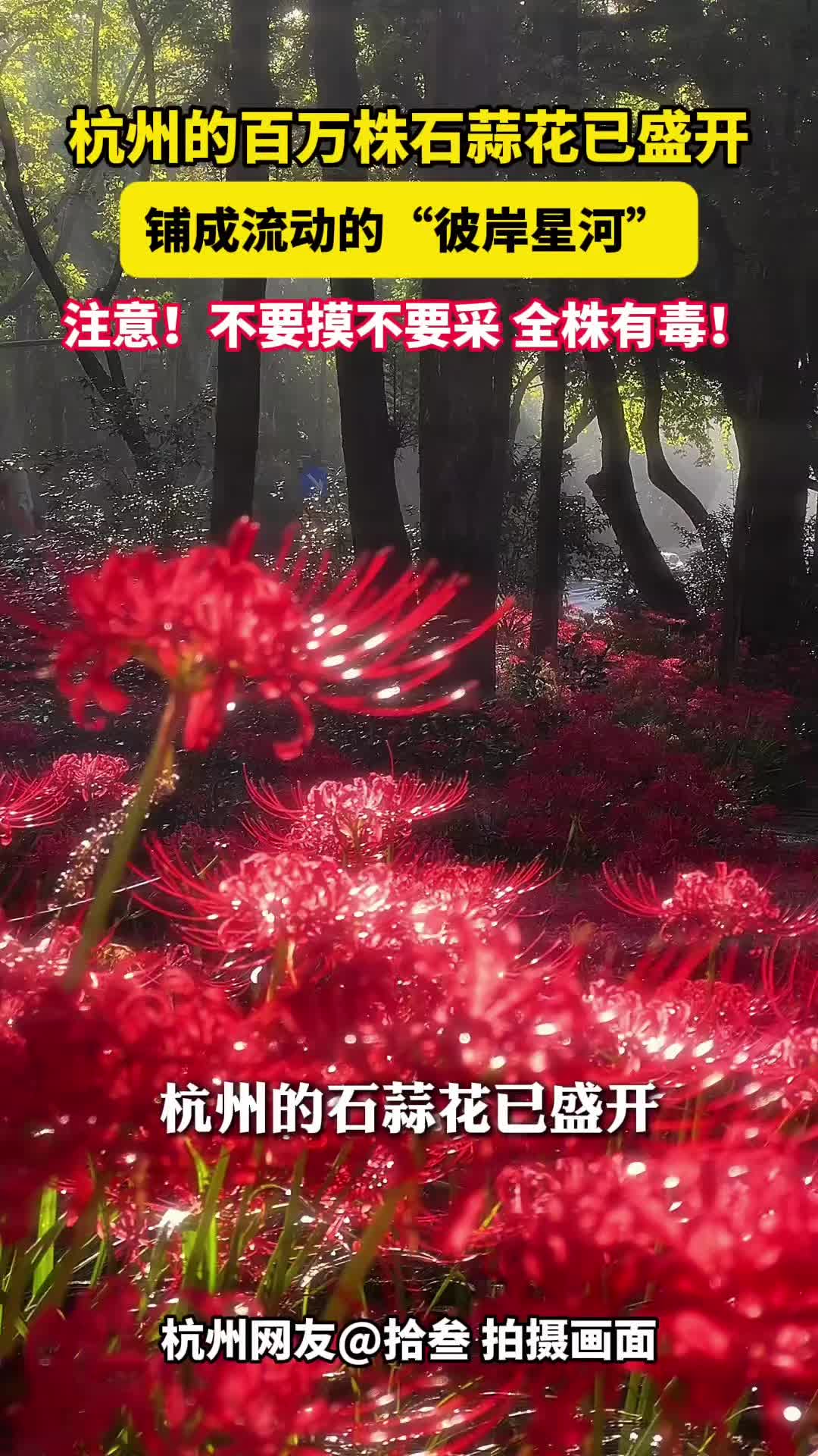 @中国蓝国际