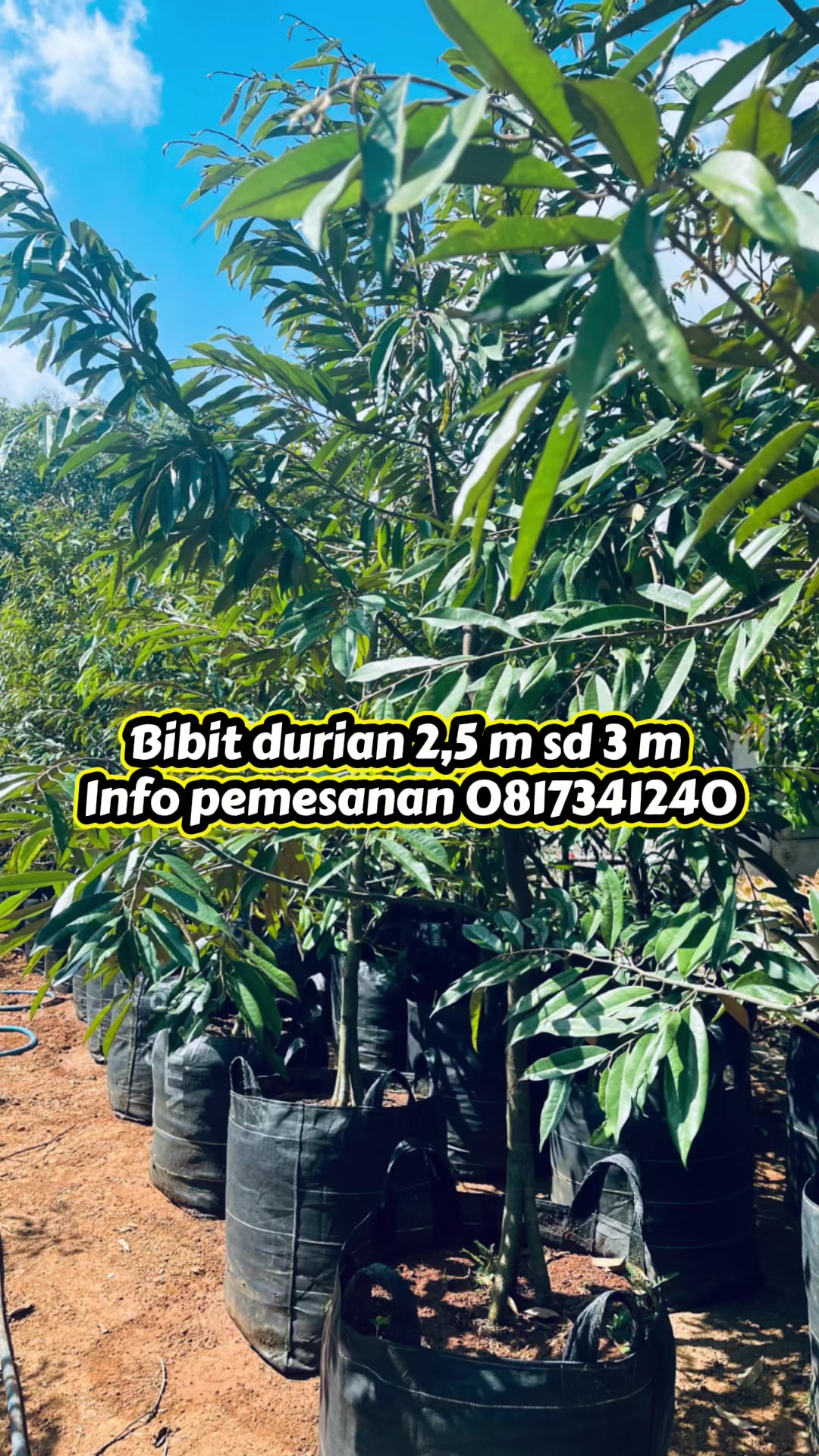 @RATU BIBIT