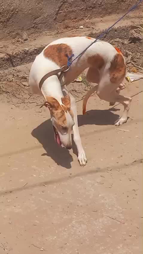 @Peshwar Dogs Center