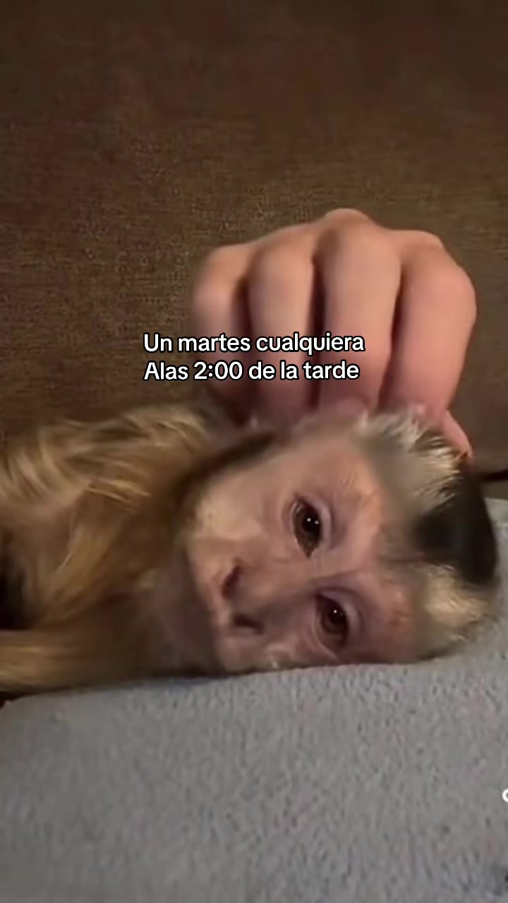 @iccavega