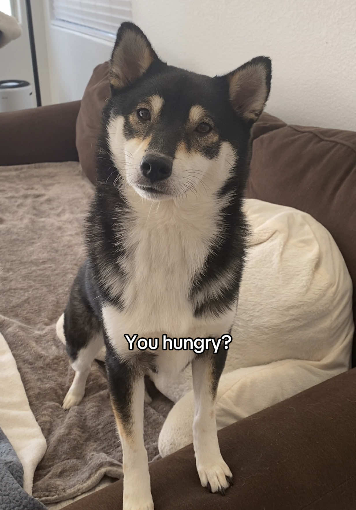 @Flock of Shibas 🐕🐕🐕