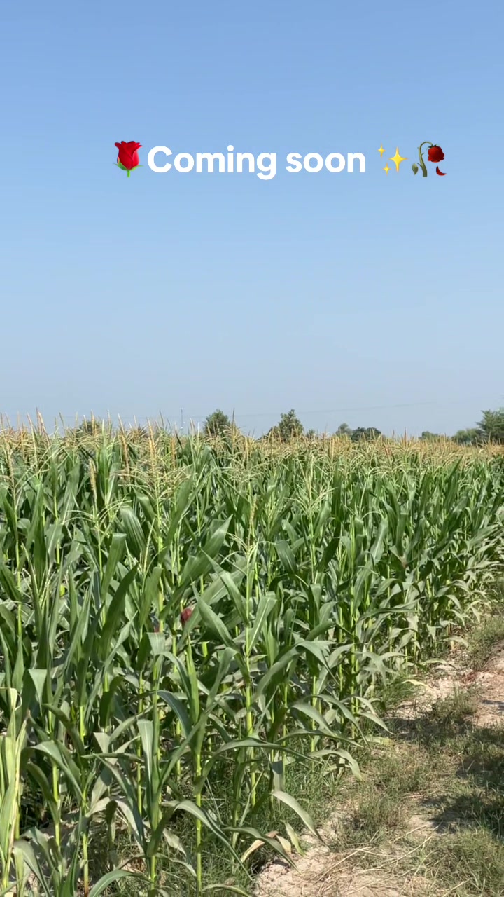 @🔥نمبردار ـ ذیشان ـ وہنیوال 💫