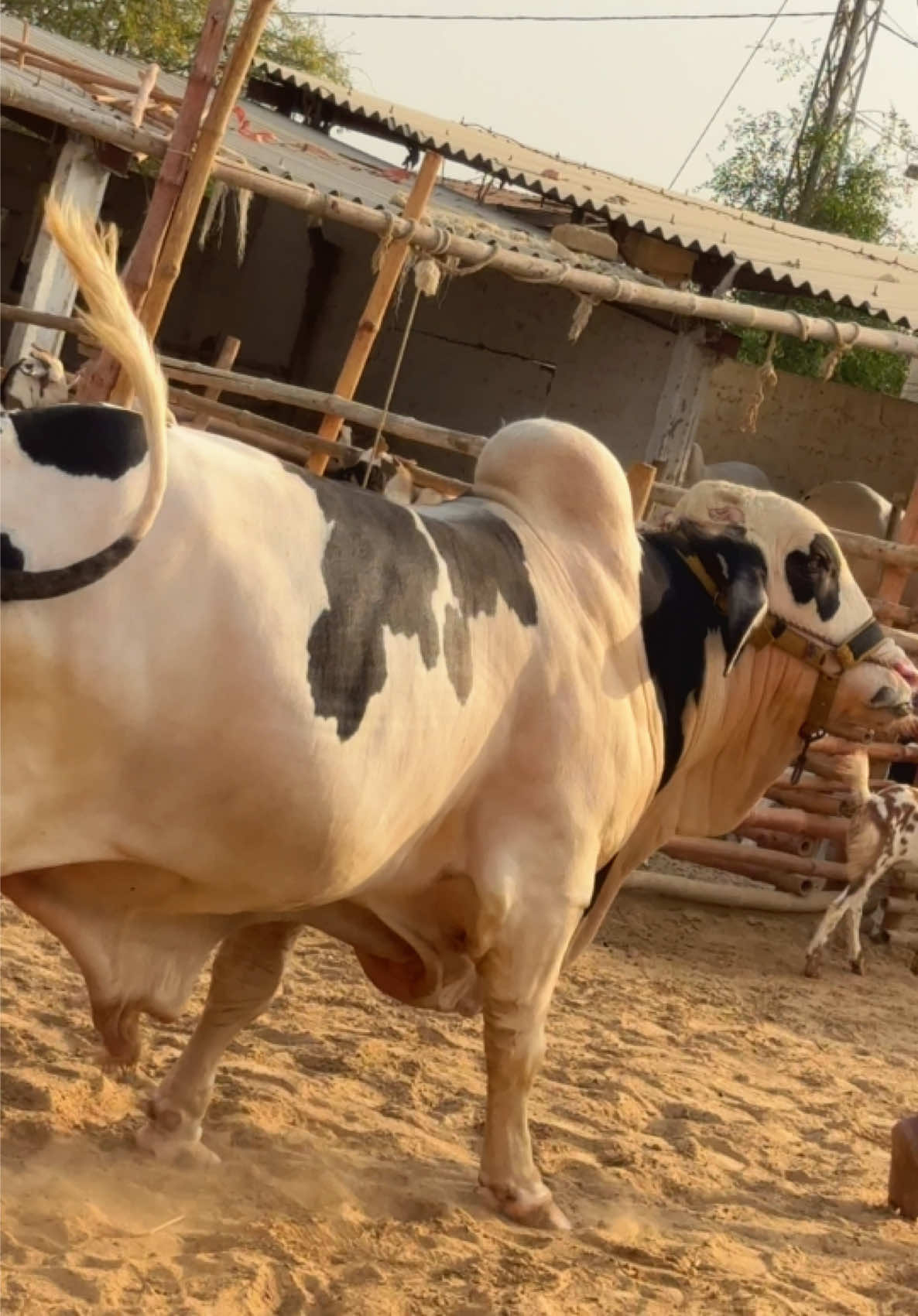 @Karachi Bull lovers