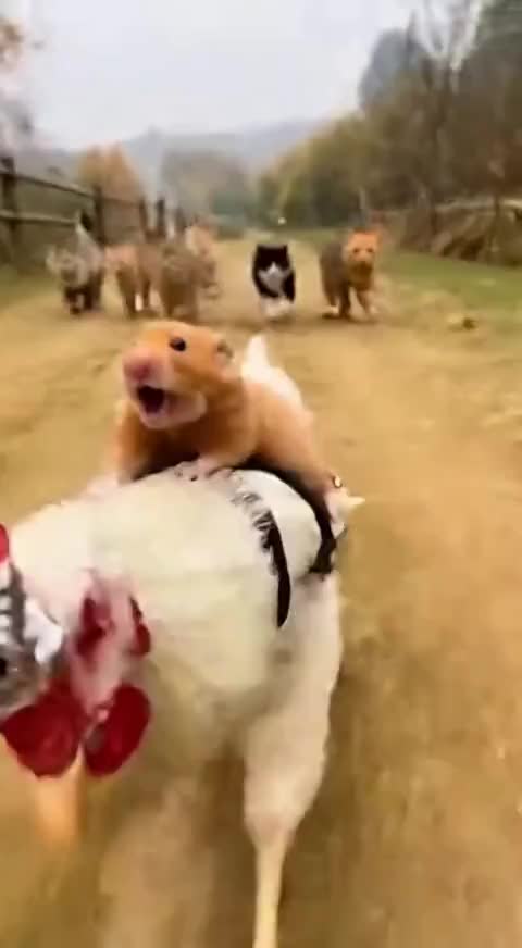 @Animal Stories