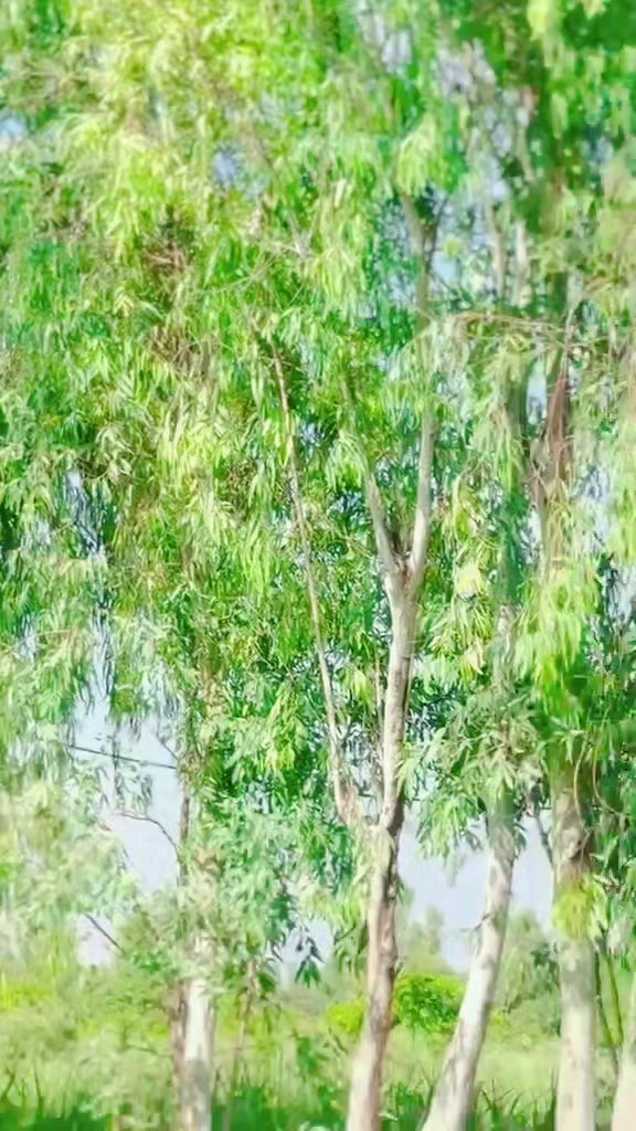 @علی حــــــن🫅