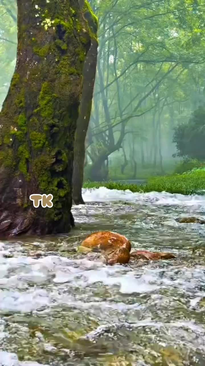 @❤️ TK ❤️