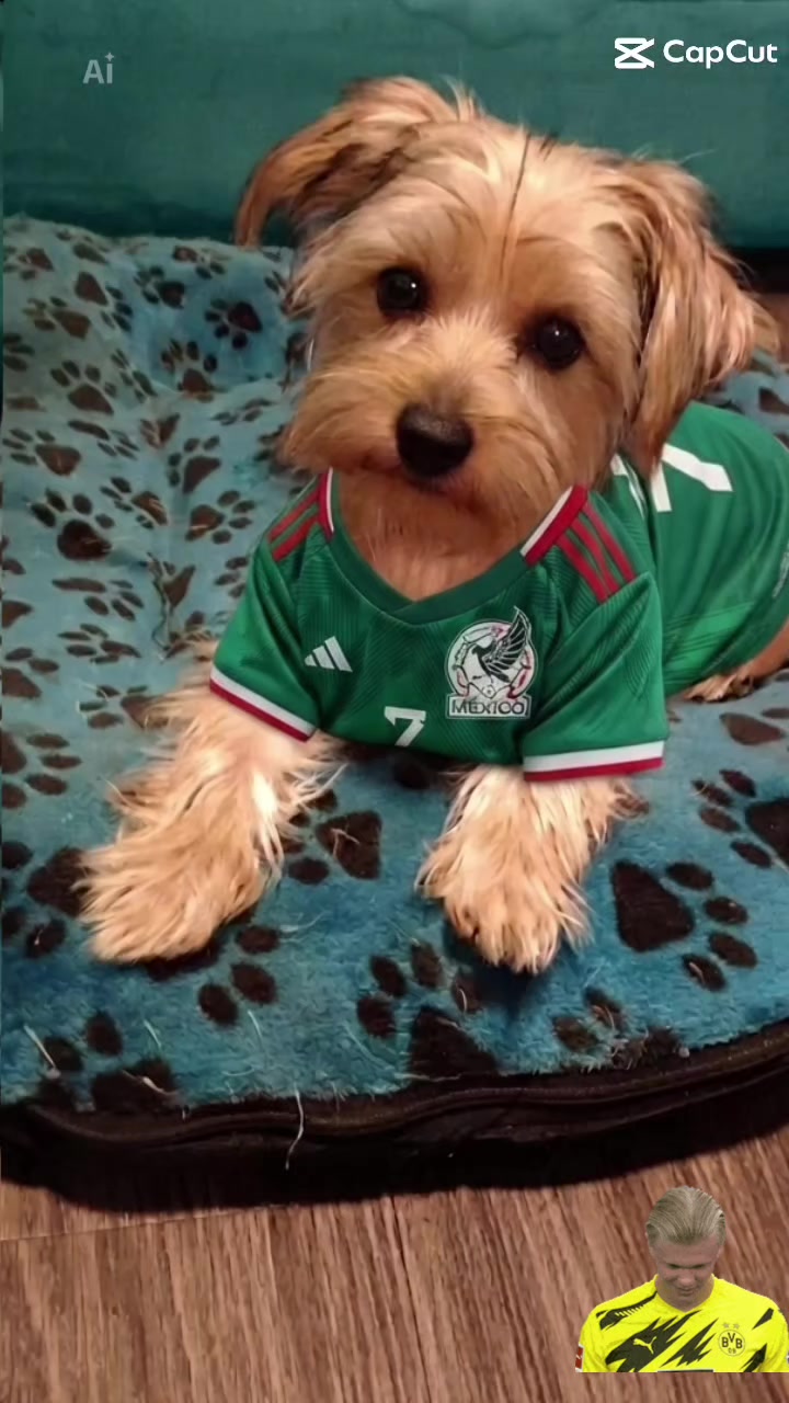 @Eddie the yorkie 😘🐶