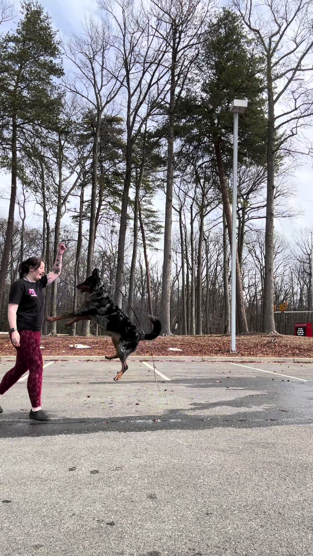 @valkyrie.the.beauceron