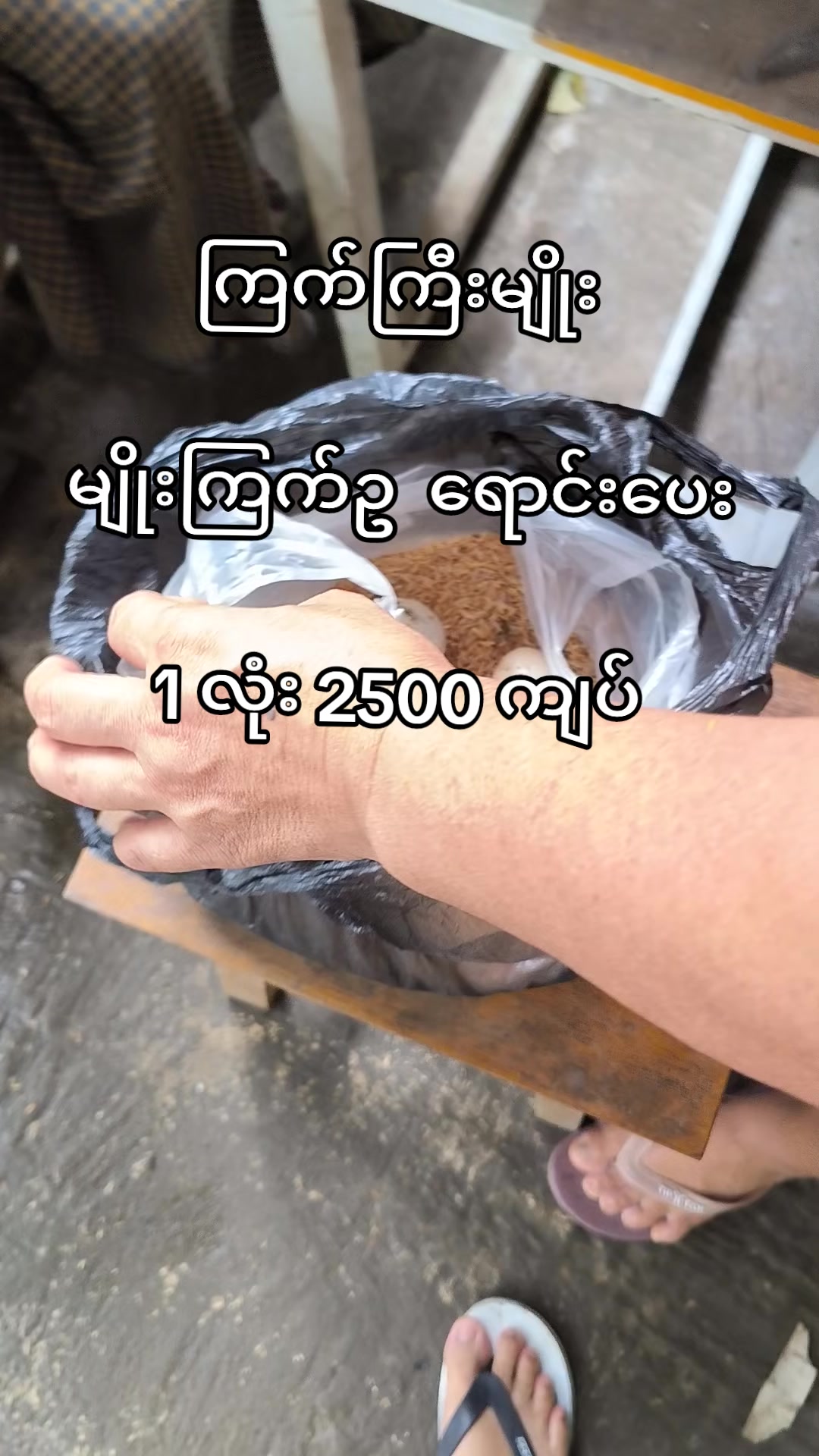 @"ရွှေဖြူးသား"၀က်မွေးမြူရေးခြံ