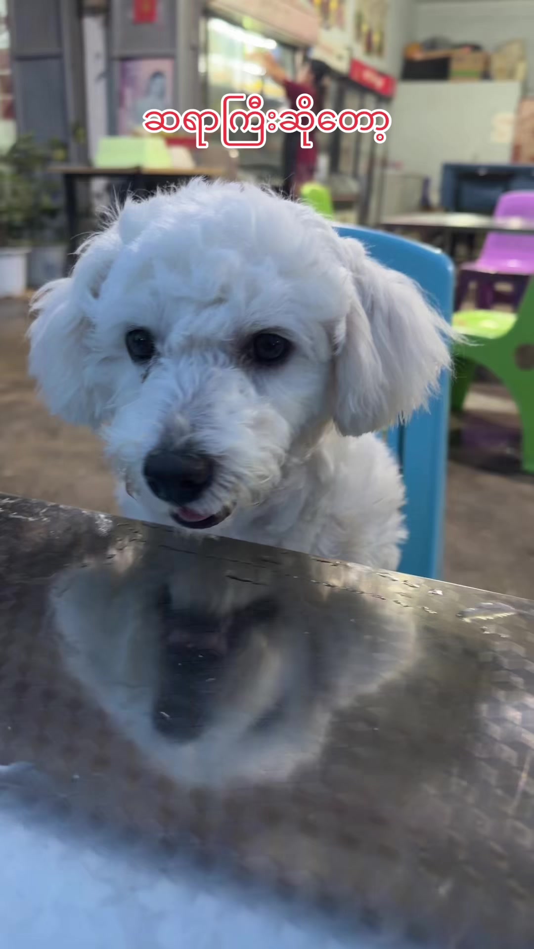 @招财🐶