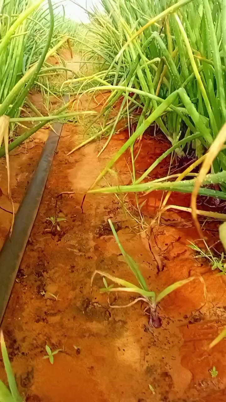 @🇸🇳JEUNE AGRICULTEUR🇸🇳