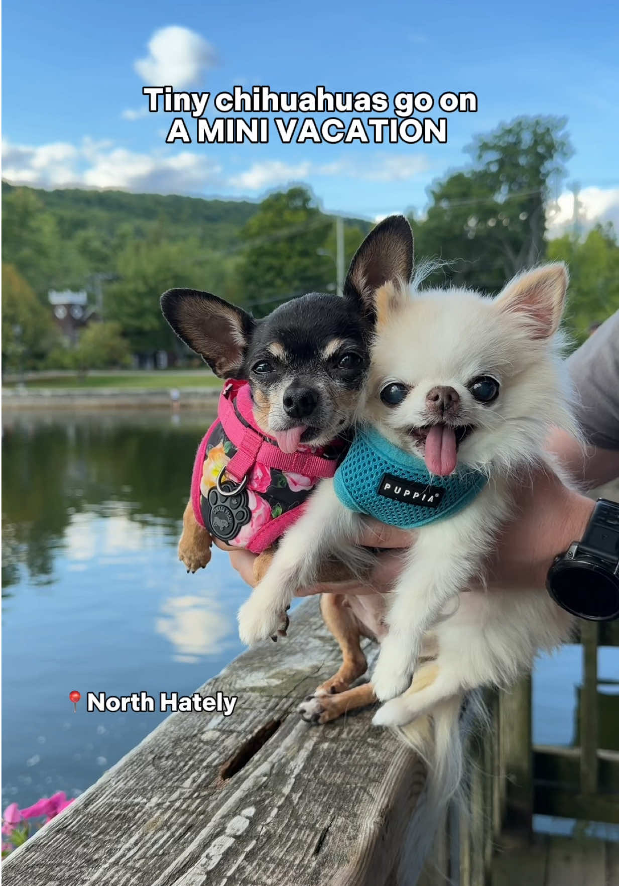 @Tiny Chihuahua Cedric & Maya