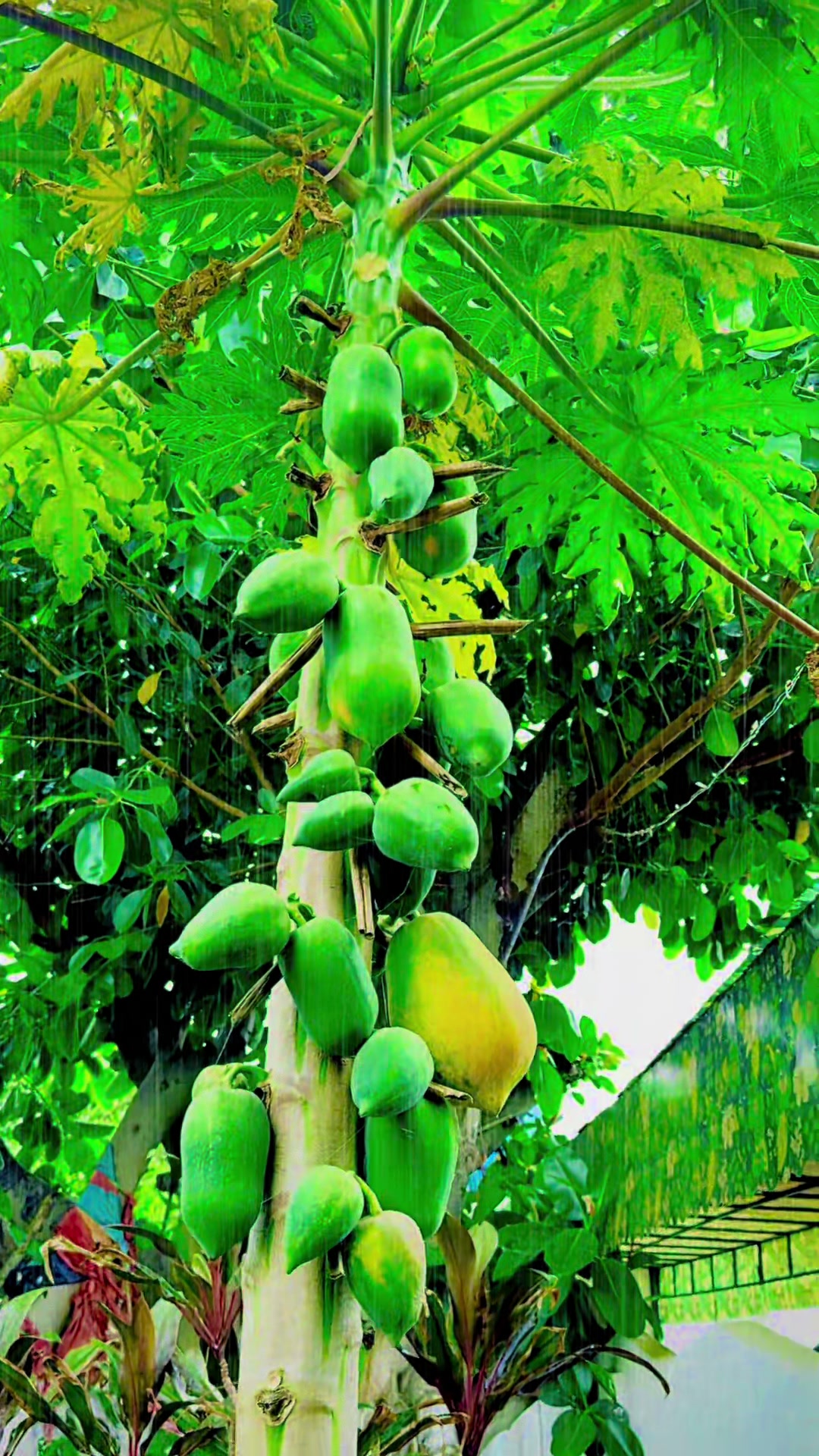 @faizbhatti1120