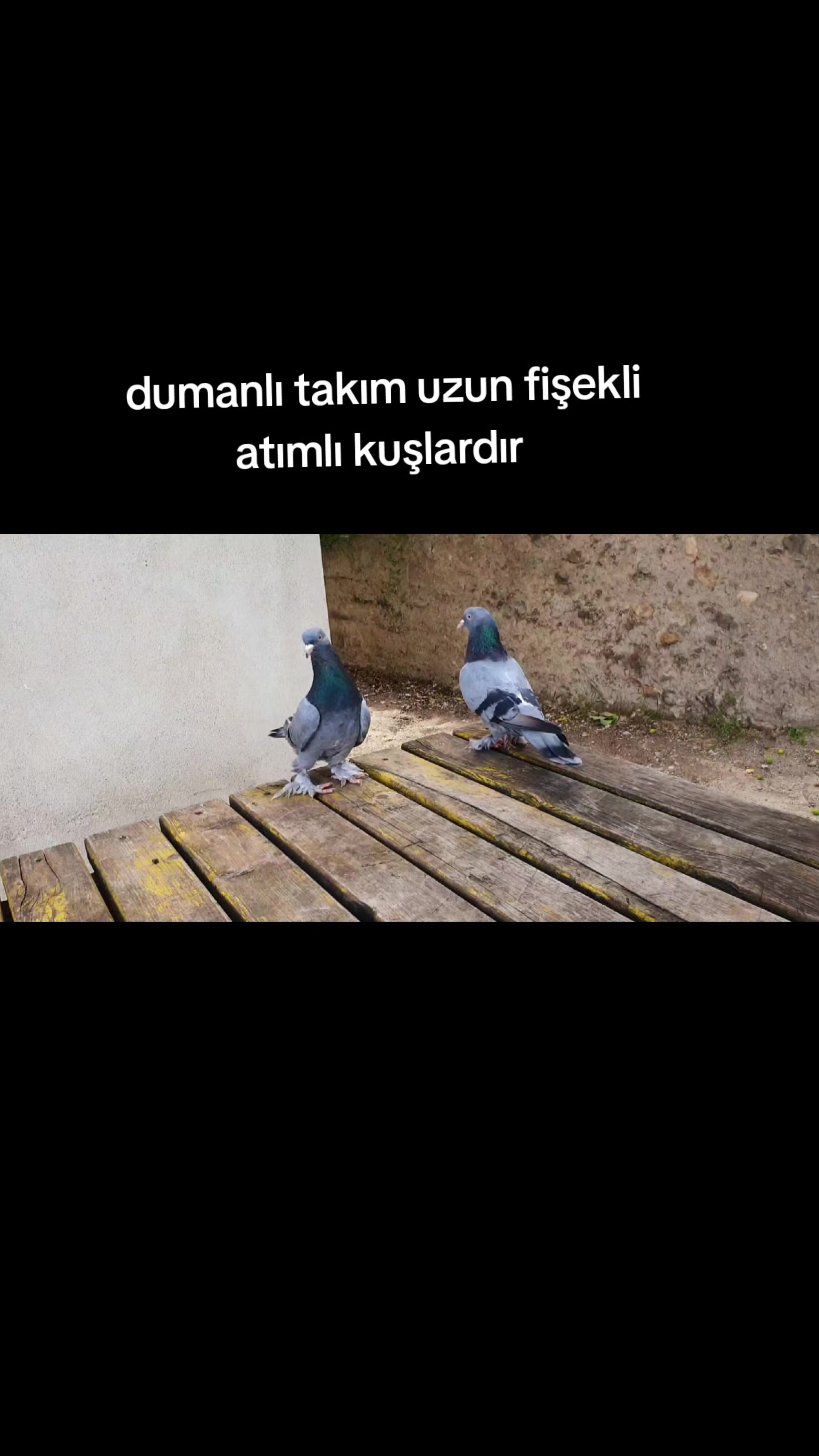 @huseyinsagir